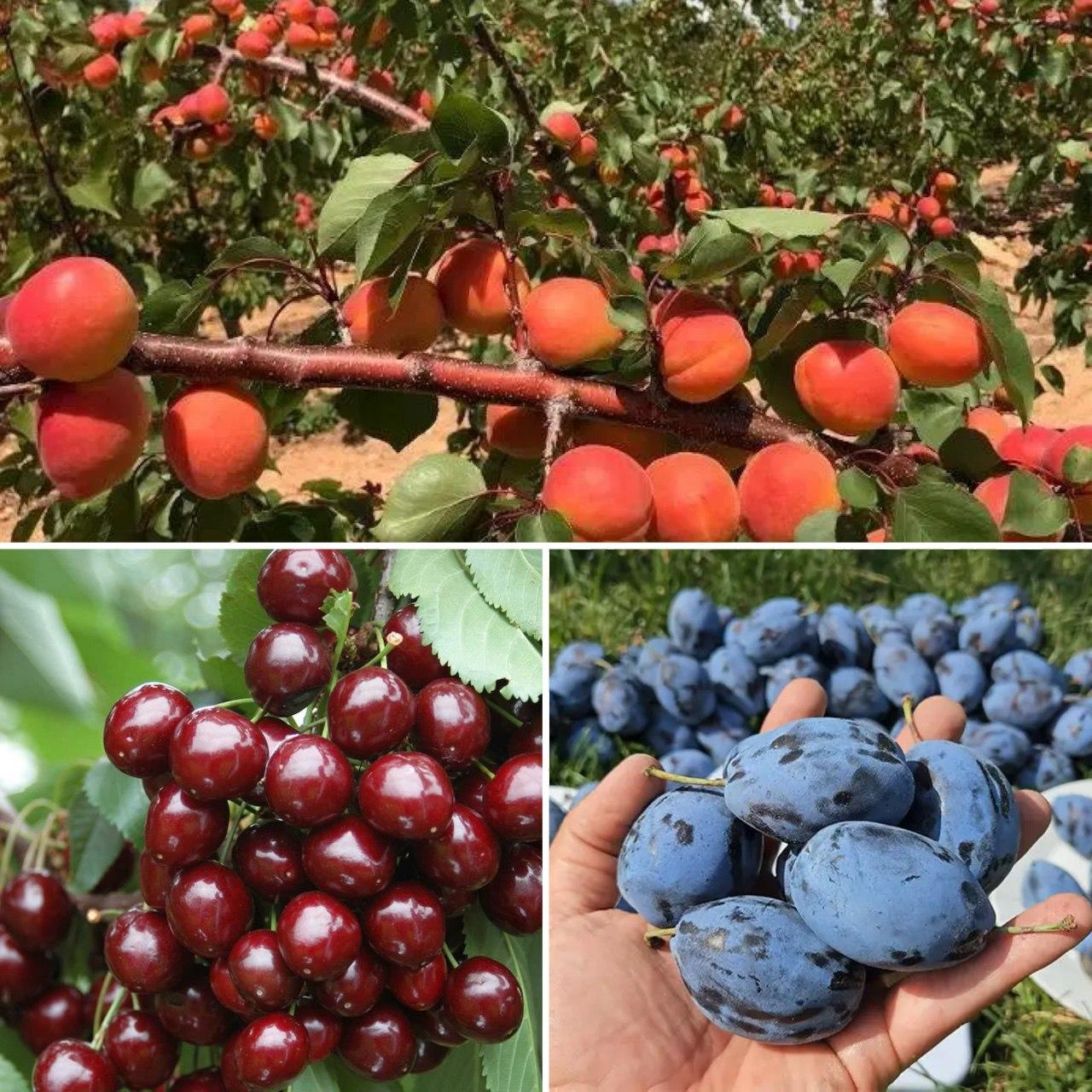 6926664176_nabir-z-3.jpg Набір з 3 видів плодових саджанців (слива, черешня, абрикос) - Зображення 1