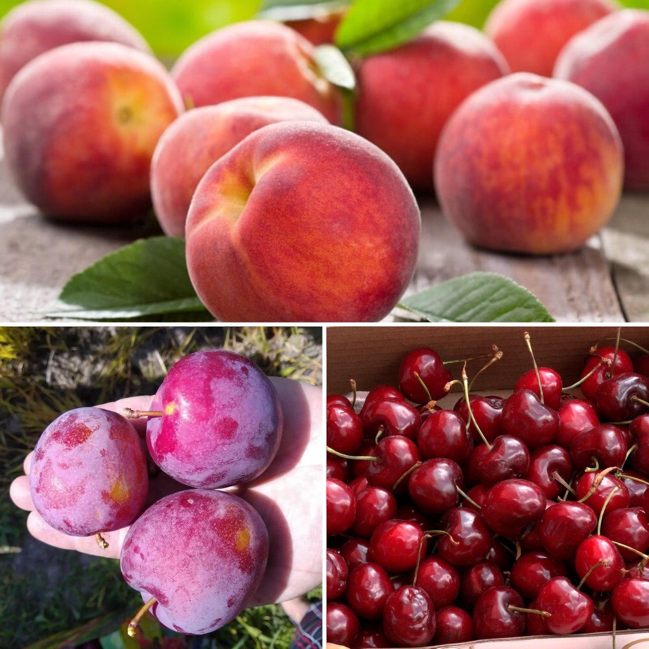 6926675249_nabir-z-3.jpg Набір з 3 видів плодових саджанців (слива, черешня, персик) - Зображення 1