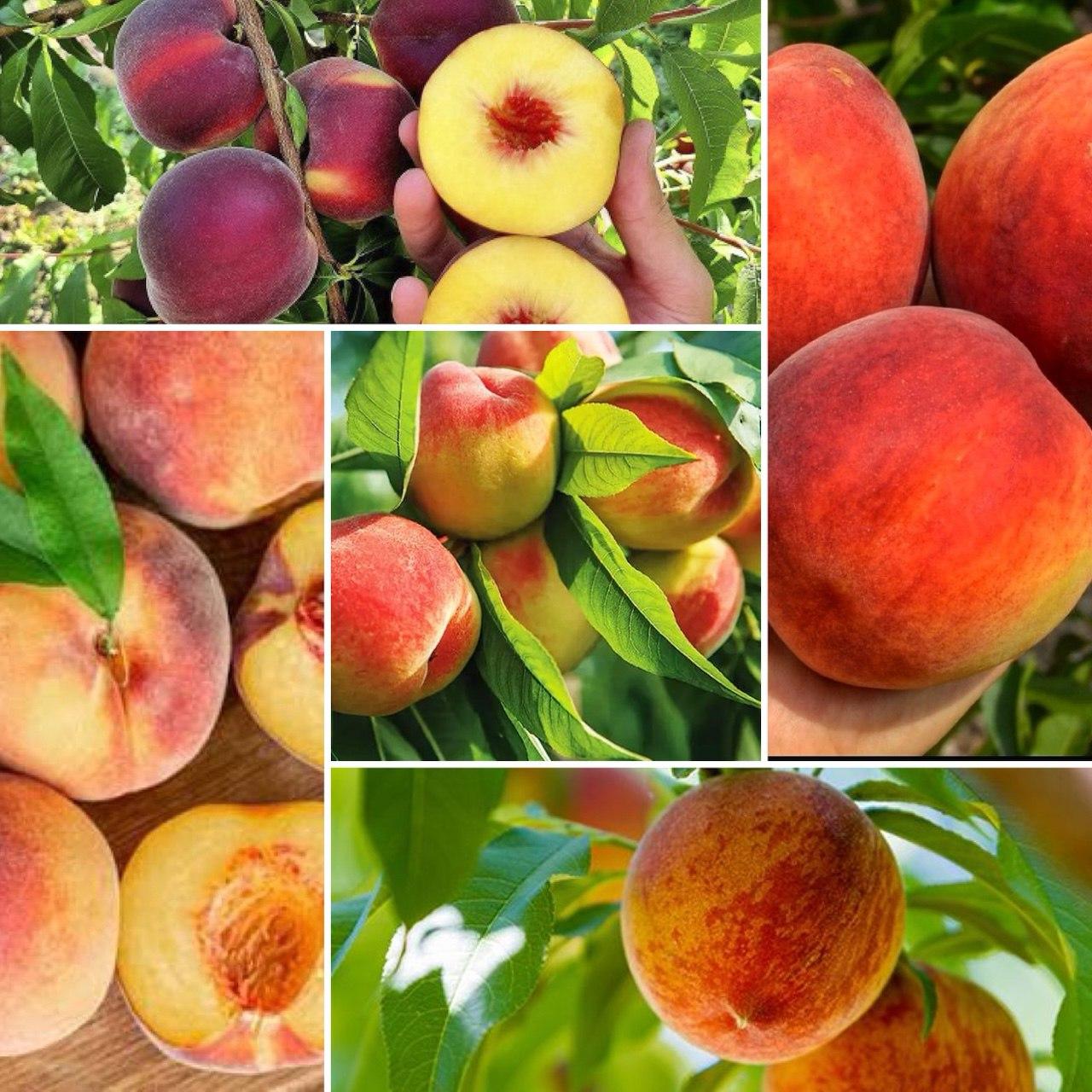 6926740387_nabir-z-5.jpg Набір з 5 видів персику - Зображення 1