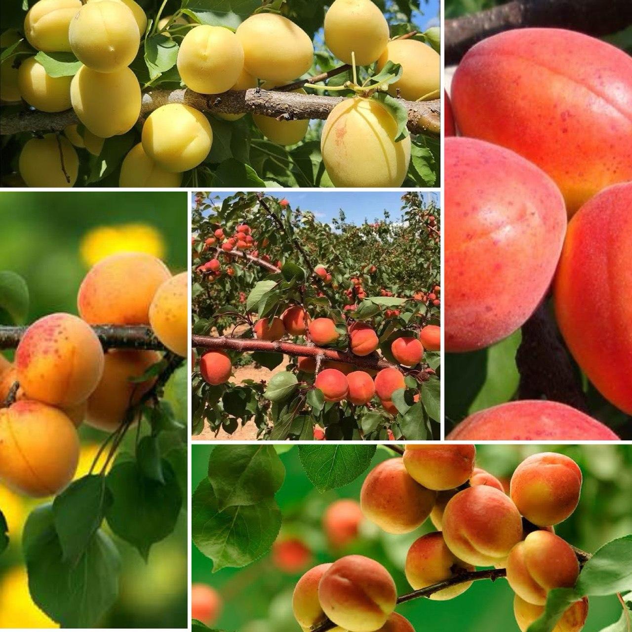 6926754562_nabir-z-5.jpg Набір з 5 видів абрикосу - Зображення 1