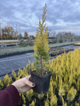 Кипарисовик Лавсона 'Ivonne' Р9 - Зображення 2