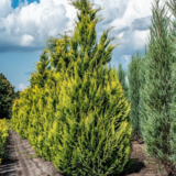 Кипарисовик Лавсона 'Ivonne' Р9