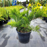 Ялівець горизонтальний "Mint Juleр" Р9