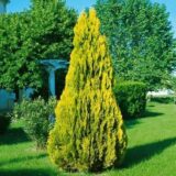 Туя західна ‘Elegantissima’ Р9