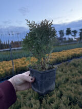 Туя західна Даніка Р9 - Зображення 3