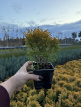 Туя західна Міріам Р9 - Зображення 2