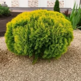 Туя західна Міріам Р9