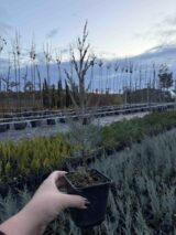 Ялівець (можевельник) скельний Мунглоу Р9 - Зображення 3