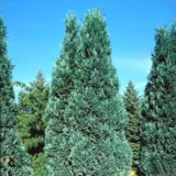 Кипарисовик Лавсона "Алюмі" Р9