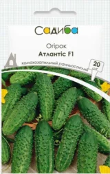 Атлантіс F1 насіння огірка бджолозапильного (Bejo) 20 шт
