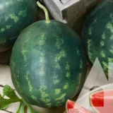 Кавун Карістан F1 5 шт. (Syngenta) (Нідерланди) - Зображення 2