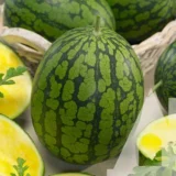 Кавун Єлов лав F1, 5 шт (Clause, Франція) - Зображення 2