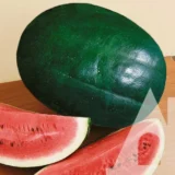 Кавун Лахат F1, 5 шт (Hazera, Нідерланди) - Зображення 2