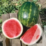 Кавун Бомбейро F1, 5 шт (Hazera, Нідерланди) - Зображення 2