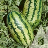 Кавун Балатон F1, 5 шт (Syngenta, Нідерланди) - Зображення 2