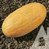 Диня Маорі F1, 5 шт (Clause, Франція) - Зображення 2