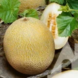 Диня Клара F1, 10 шт (GSN-Semences, Франція) - Зображення 2