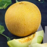 Диня Контесса F1, 5 шт (GSN-Semences, Франція) - Зображення 2