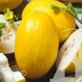 Диня Джан Канарі, 10 шт (GSN-Semences, Франція) - Зображення 2