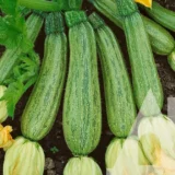 Кабачок Корделія F1, 5 шт (Syngenta, Нідерланди) - Зображення 2