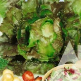 Салат Ла Чука, 5 г (Suba Seeds, Італія) - Зображення 2