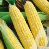 Кукурудза цукрова БСС 1075 F1, 20 шт (Syngenta, Нідерланди) - Зображення 2