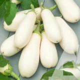 Баклажан Айсберг, 3 г (Україна) - Зображення 2