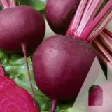 Буряк Гопак F1, 200 шт (Suba Seeds, Італія) - Зображення 2