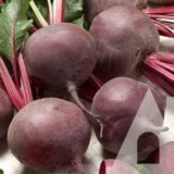 Буряк Монті F1, 200 шт (Rijk Zwaan, Нідерланди) - Зображення 2