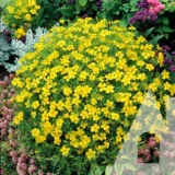 Чорнобривці Лимонний перстень, 0.2 г (Hem Zaden BV, Нідерланди) - Зображення 2