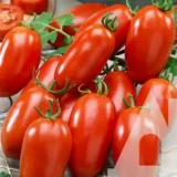 Томат Улісе F1, 100 шт (Syngenta, Нідерланди) - Зображення 2