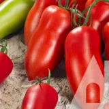 Томат Корнабель F1, 5 шт (Hazera, Нідерланди) - Зображення 2