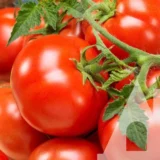 Томат Кемпбелл 33, 0.5 г (Suba Seeds, Італія) - Зображення 2