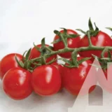 Томат Сомма F1, 10 шт ( Nunhems, Нідерланди) - Зображення 2