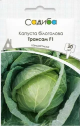 Капуста білоголова Трансам F1, 20шт (Bejo Zaden, Нідерланди)