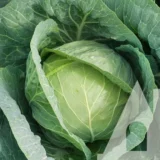 Капуста білоголова Трансам F1, 20шт (Bejo Zaden, Нідерланди) - Зображення 2