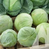 Капуста білоголова Саксесор F1, 20шт (Syngenta, Нідерланди) - Зображення 2