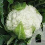 Капуста цвітна Авізо F1, 15 шт (Clause, Франція) - Зображення 2