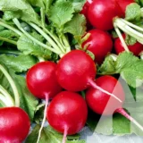 Редиска Селеста F1, 2 г (Enza Zaden, Нідерланди) - Зображення 2