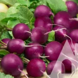 Редиска Пурпелла F1, 100 шт (Hazera, Нідерланди) - Зображення 2