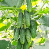 Огірок Авіон F1, 10 шт (Bejo Zaden, Нідерланди) - Зображення 2
