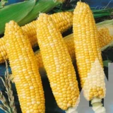 Кукурудза цукрова Розі F1, 20 шт (Clause, Франція) - Зображення 2