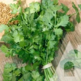 Кінза (коріандр) Марокканська, 10 г (Suba Seeds, Італія) - Зображення 2