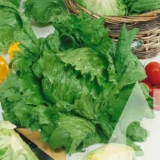 Салат айсберг Крижана королева, 1 г (Suba Seeds, Італія) - Зображення 2