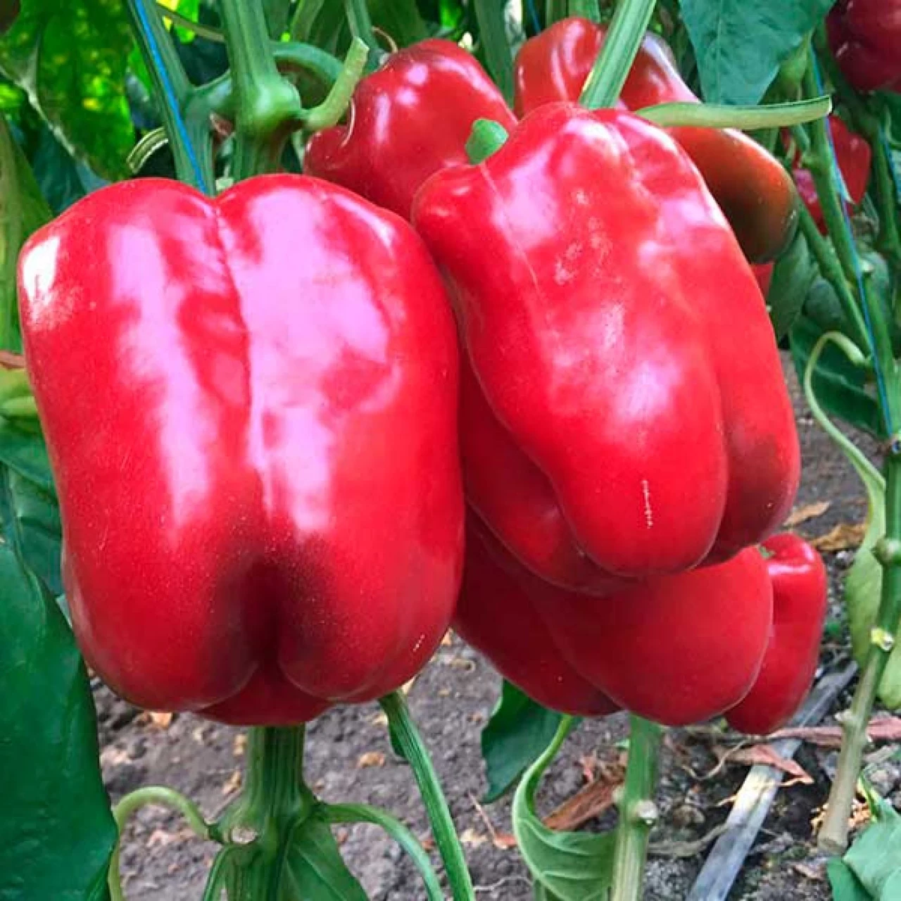 6983078051_perets-solodkij-gigant.webp Перець солодкий Гігант F1, 10 шт (Власне фасування з оригінального упакування), ( GSN-Semences). - Зображення 1