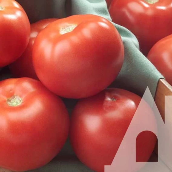 6983080670_tomat-florida-f1.webp Томат Флорида F1, 10 шт. (Власне фасування з оригінального упакування), ( Seminis). - Зображення 1