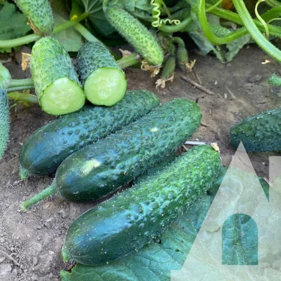 6983148641_ogirok-rubinshtejn-f1.webp Огірок Рубінштейн F1, 10 шт. (Власне фасування з оригінального упакування), (Rijk Zwaan). - Зображення 1