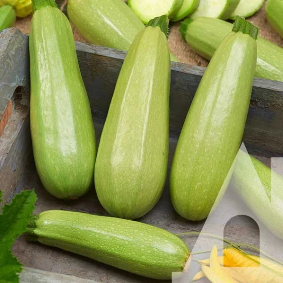 6983162099_kabachok-duniya-f1.webp Кабачок Дунія F1, 10 шт. (Власне фасування з оригінального упакування), (GSN-Semences, Франція). - Зображення 1