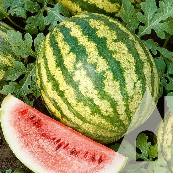 6983225748_kavun-au-prodyuser.webp Кавун АУ Продюсер, 5 г. (Власне фасування з оригінального упакування), (GSN-Semences). - Зображення 1