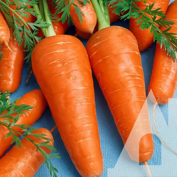 6983241017_morkva-shantane-royal.webp Морква Шантане Роял, 10 г. (Власне фасування з оригінального упакування), (GSN-Semences). - Зображення 1